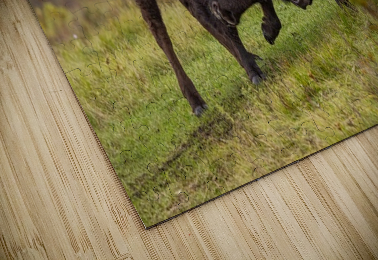 Bison Fight Ilana Vargulich Puzzle