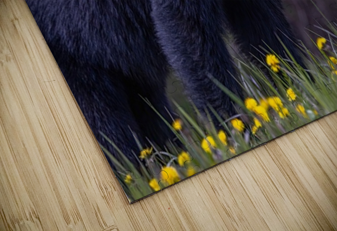 Black Bear 2 Ilana Vargulich Puzzle