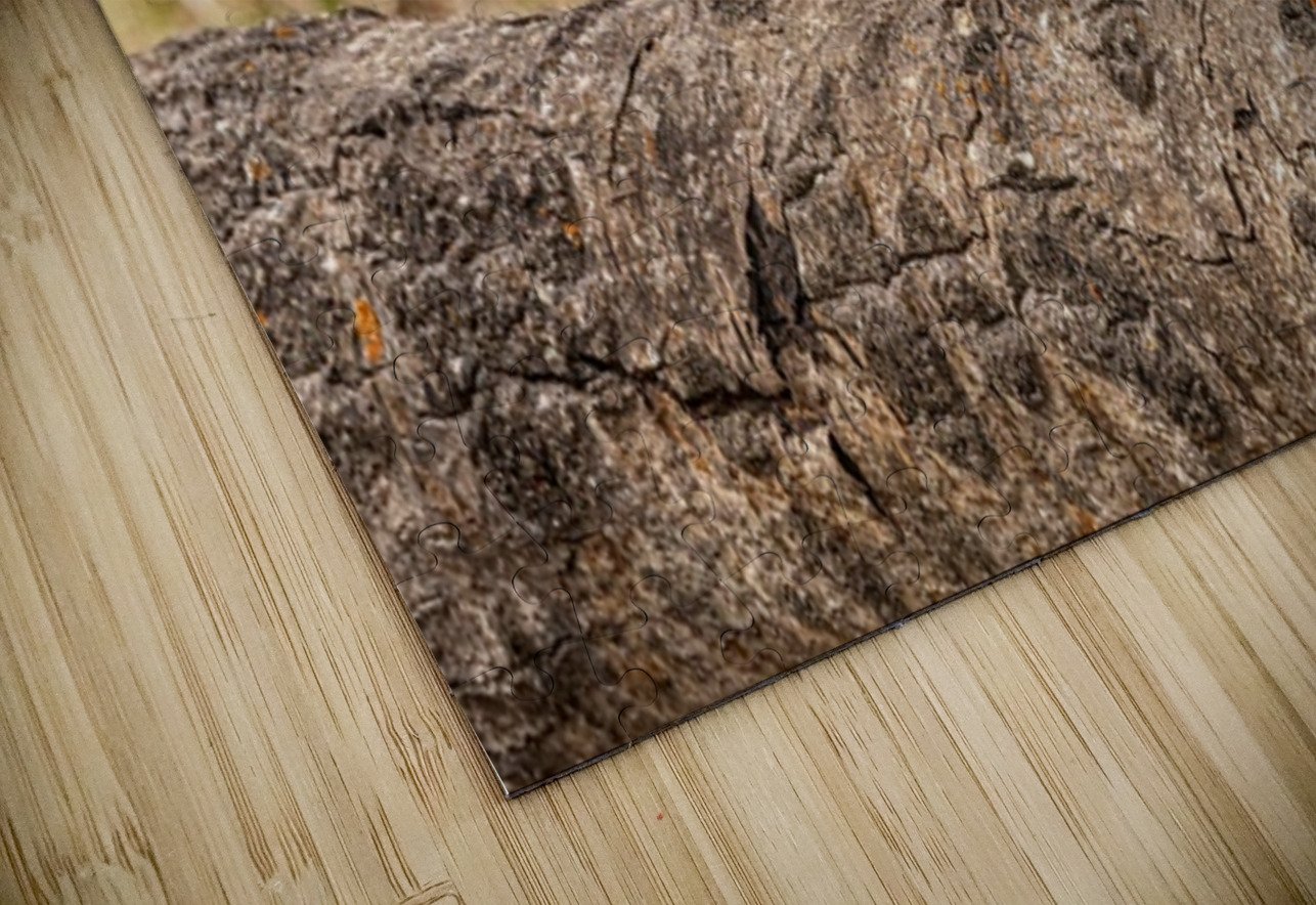 Pine Marten 2 Ilana Vargulich Puzzle