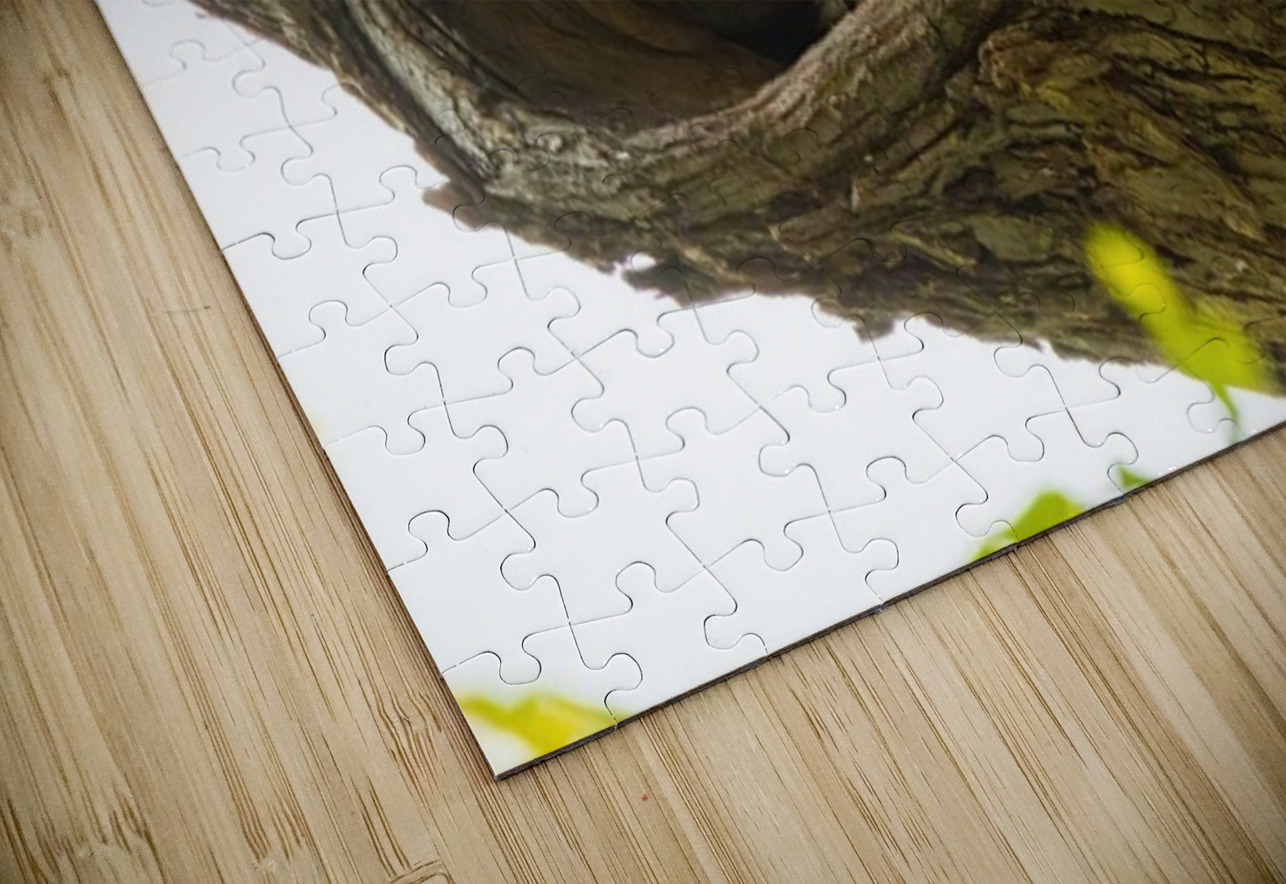 Racoon Ilana Vargulich Puzzle