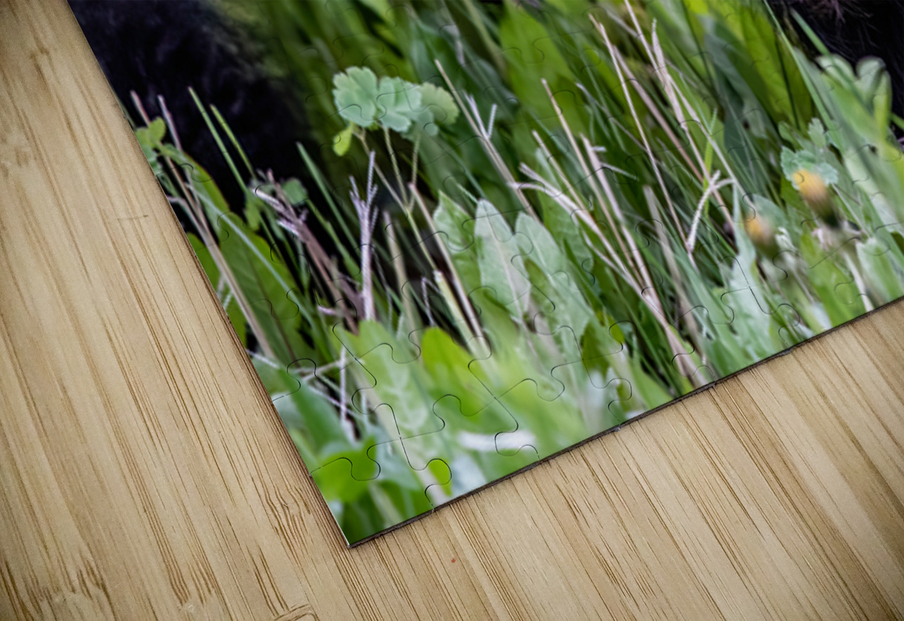 Bear Foot Ilana Vargulich Puzzle