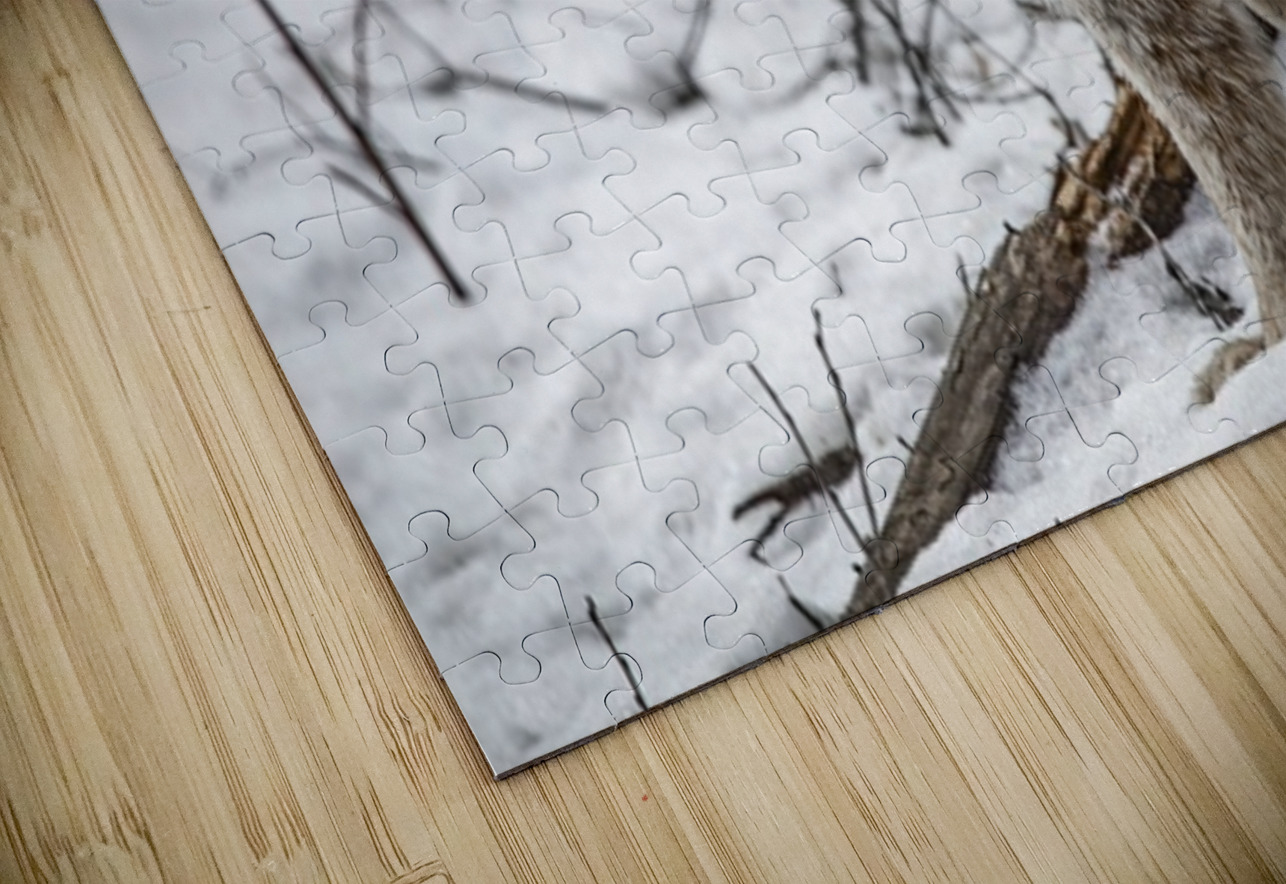 Lynx Ilana Vargulich Puzzle