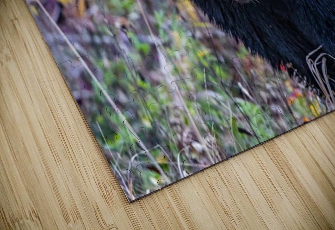 Black Bear Boss Ilana Vargulich Puzzle