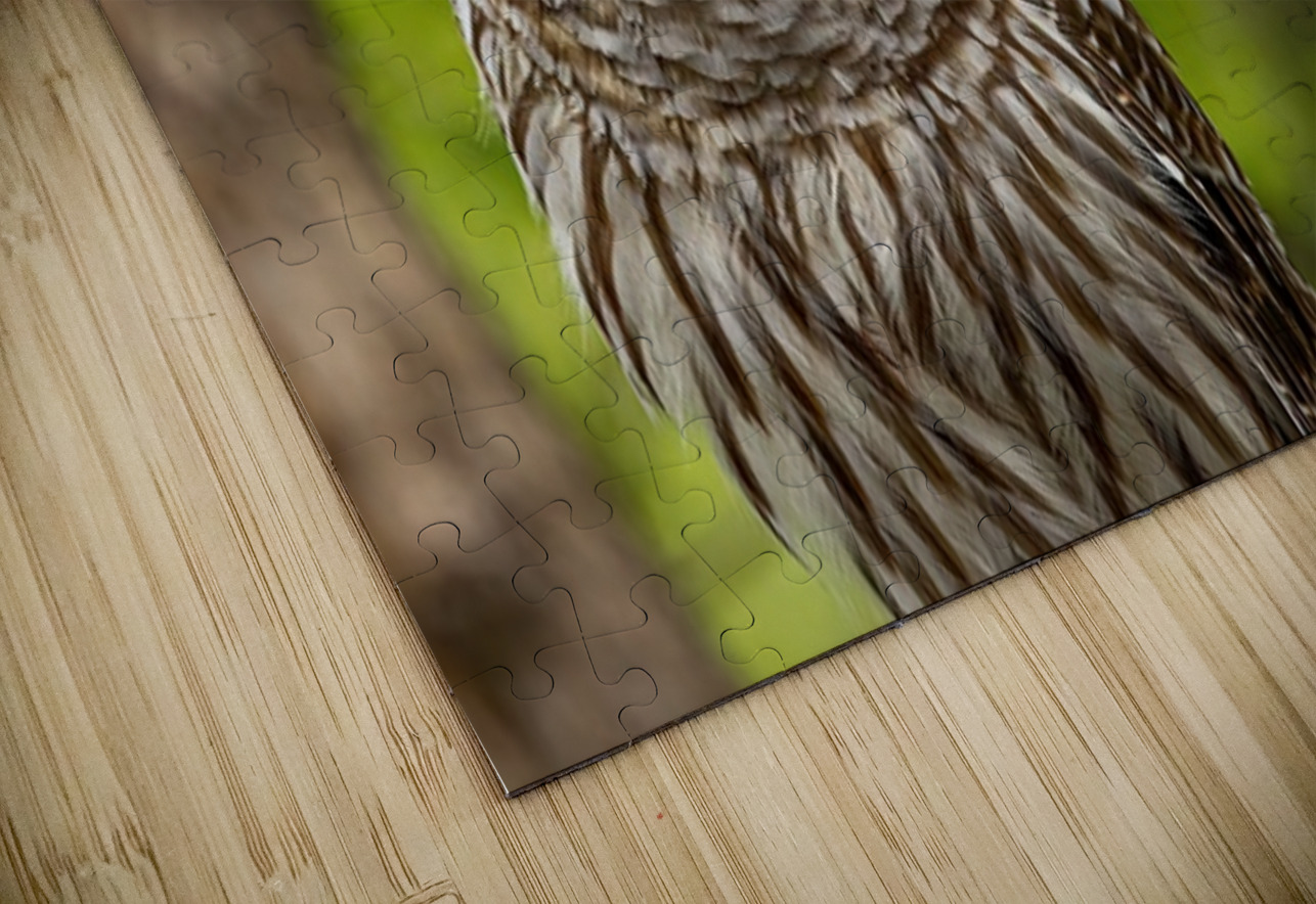 Barred Owl Ilana Vargulich Puzzle