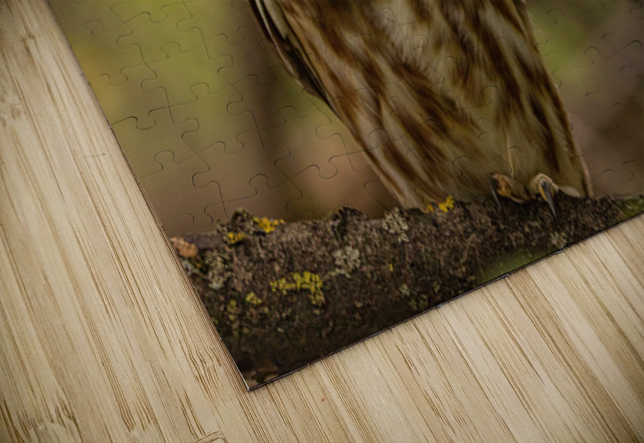 Saw Whet Owl 2 Ilana Vargulich Puzzle