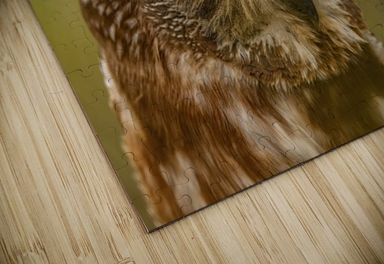 Saw Whet Owl 3 Ilana Vargulich Puzzle