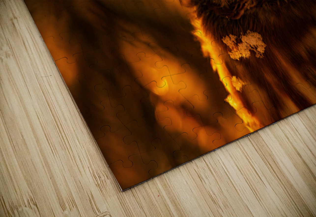 Saw Whet Owl 4 Ilana Vargulich Puzzle