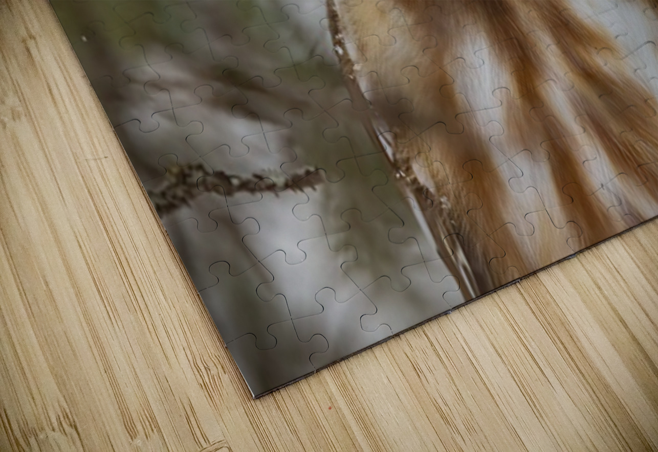 Saw Whet Owl 5 Ilana Vargulich Puzzle