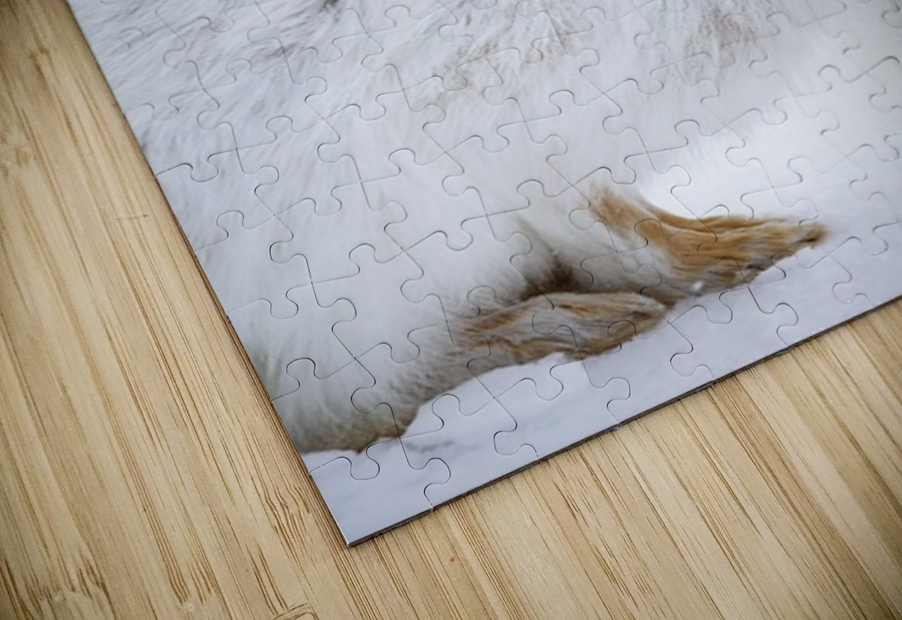 Jack Rabbit Ilana Vargulich Puzzle