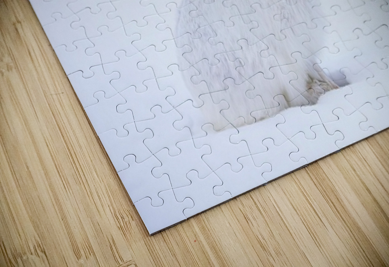 Jack Ilana Vargulich Puzzle