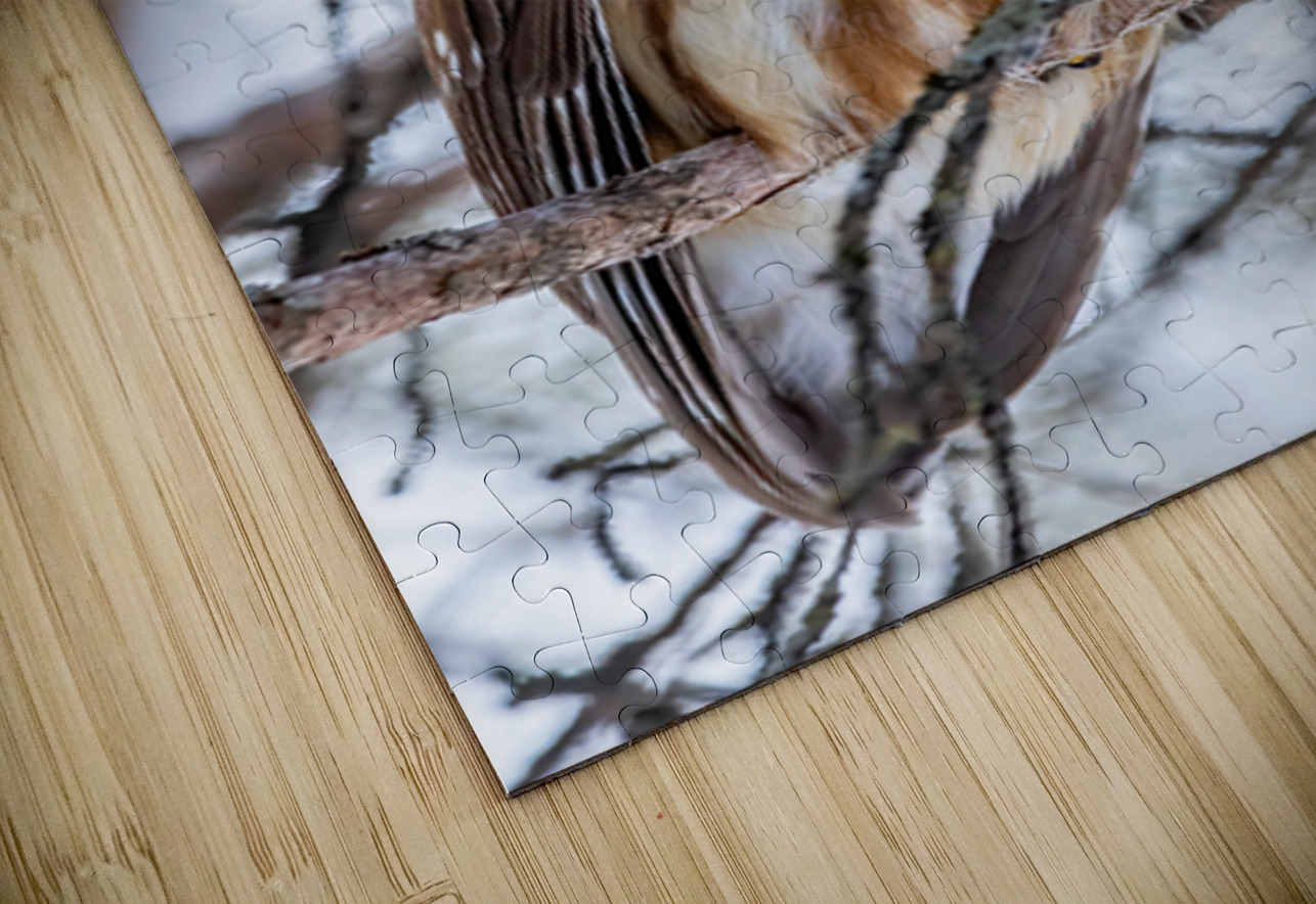 Saw Whet Owl 6 Ilana Vargulich Puzzle