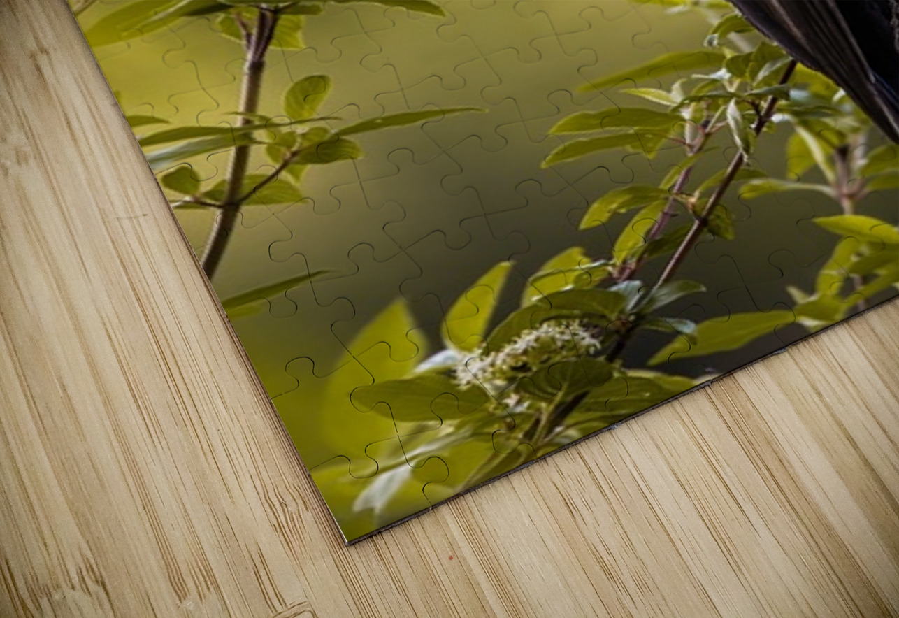 Pileated Woodpecker 2 Ilana Vargulich Puzzle