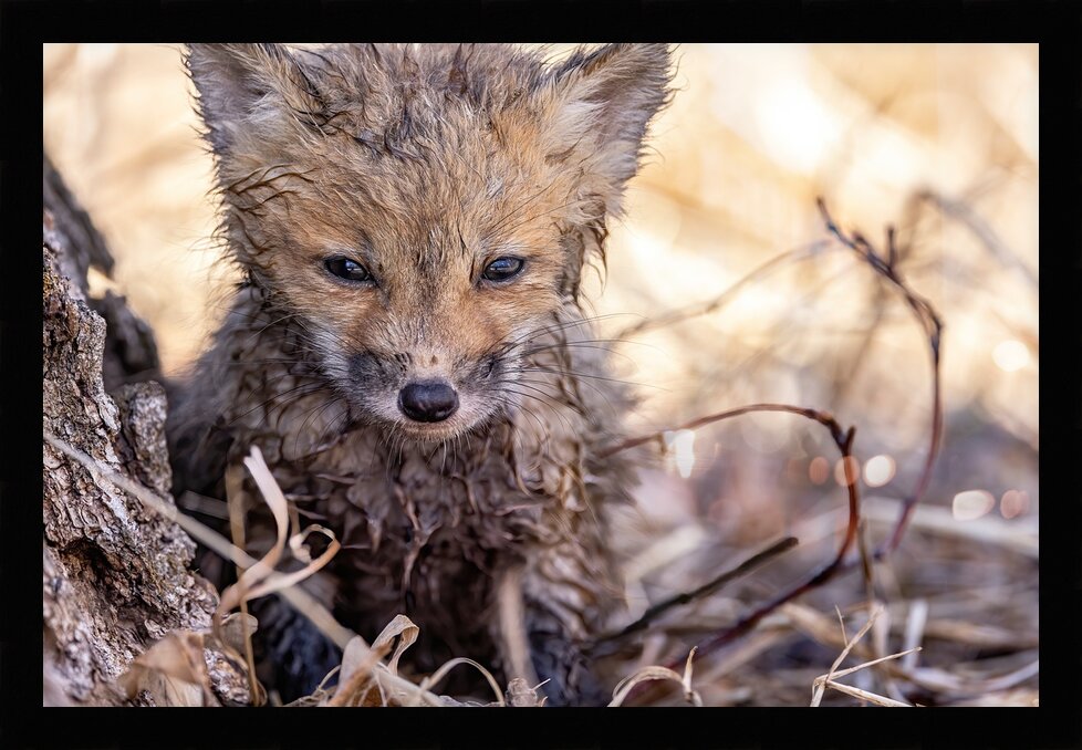 Impression de cadre personnalisé