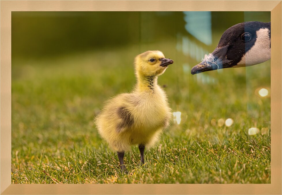 Impression de cadre personnalisé
