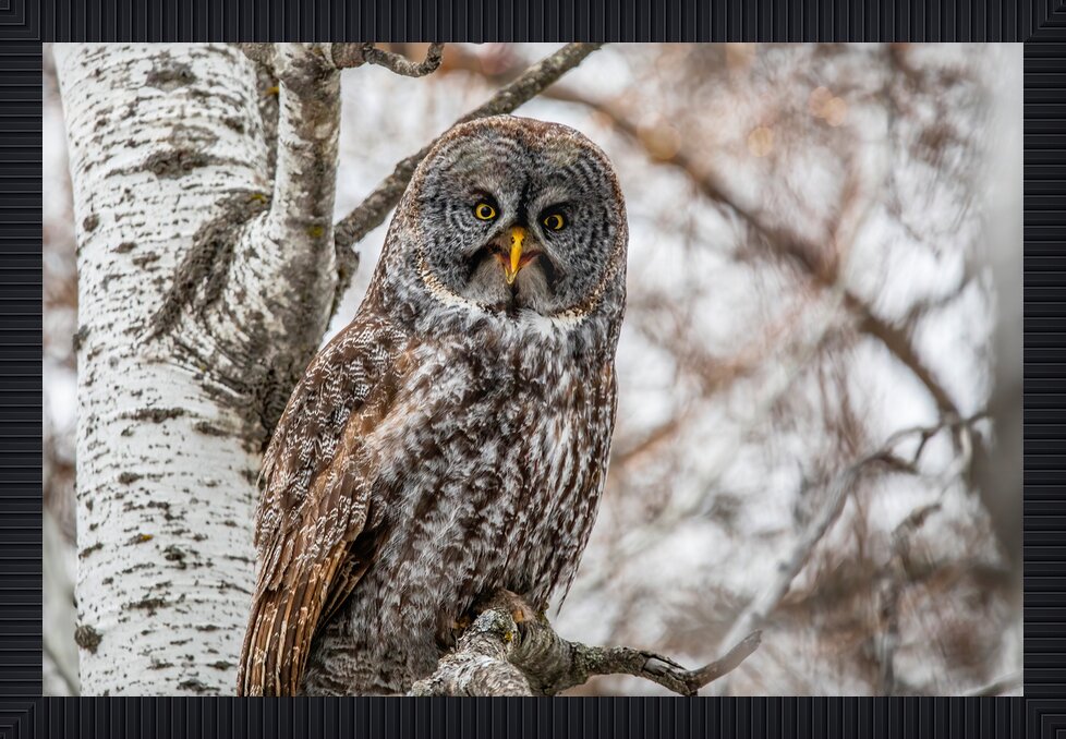 Impression de cadre personnalisé