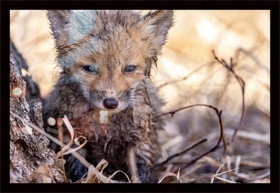 Impression de cadre personnalisé