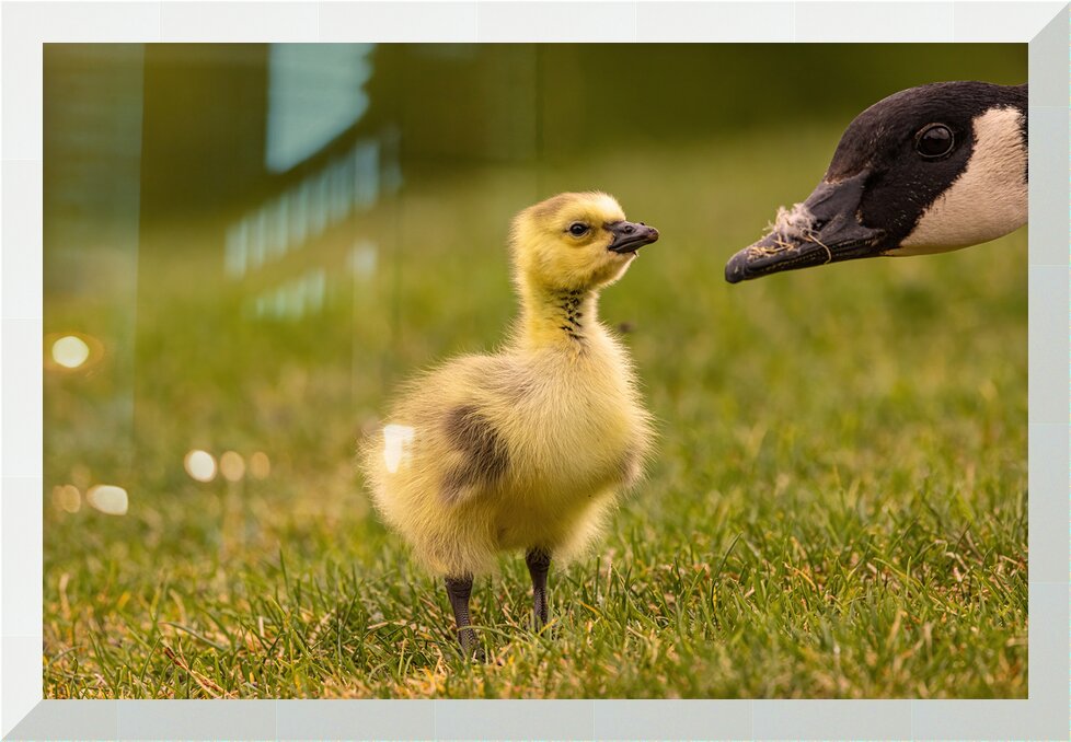 Impression de cadre personnalisé