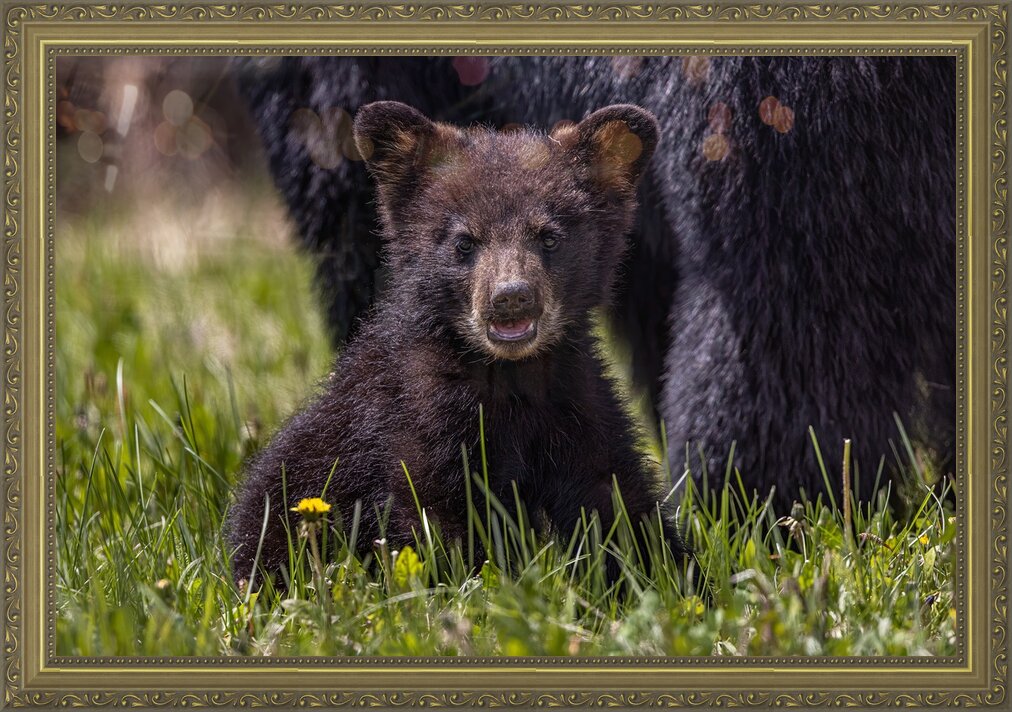 Impression de cadre personnalisé