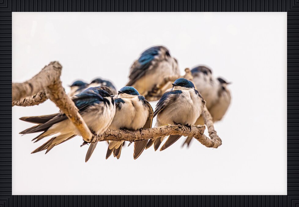 Impression de cadre personnalisé