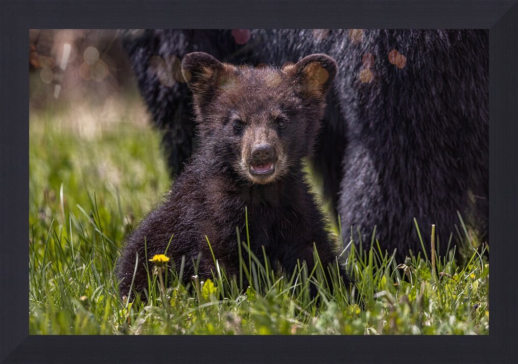 Impression de cadre personnalisé
