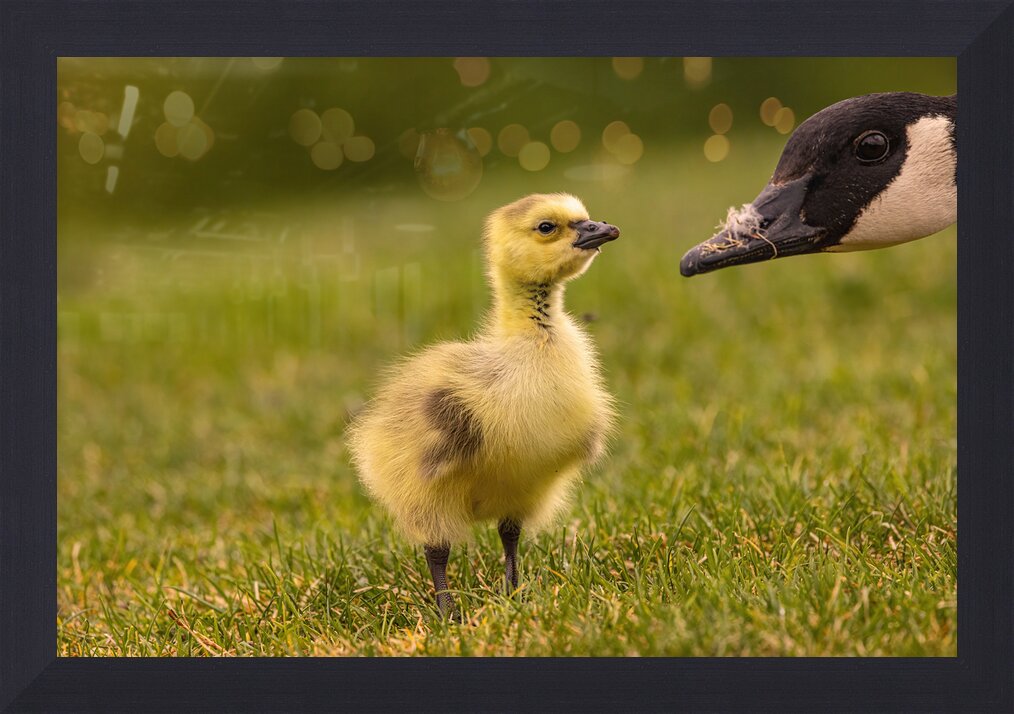 Impression de cadre personnalisé