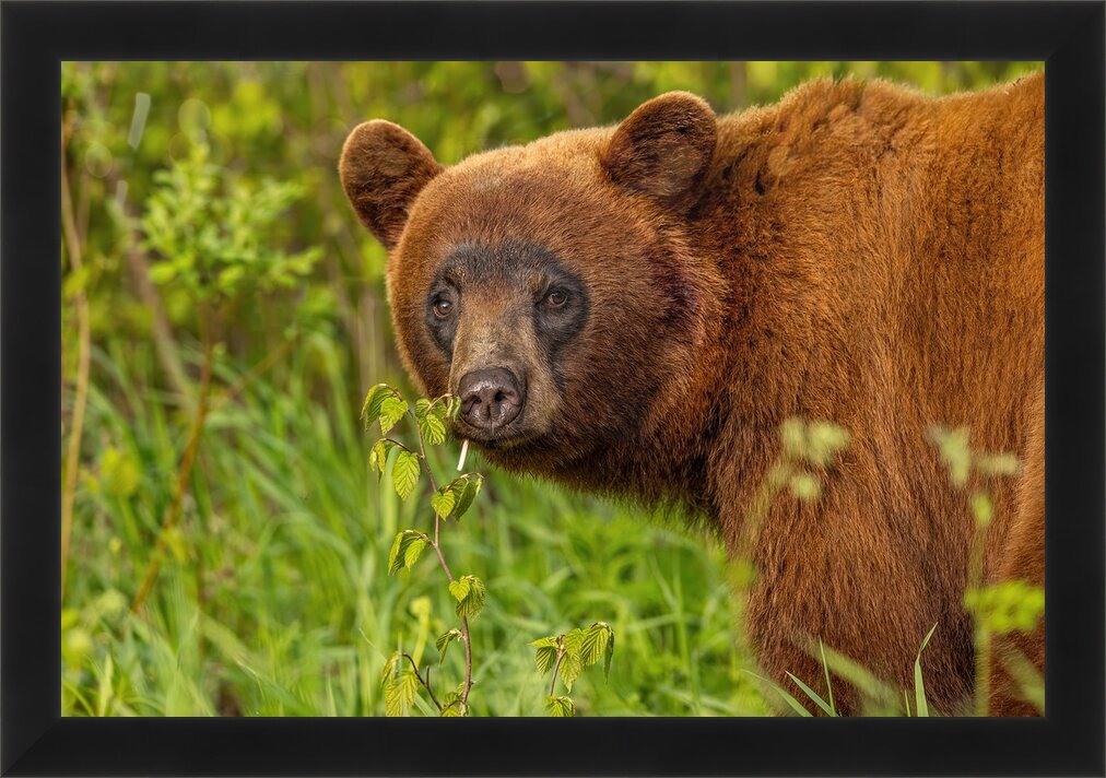 Impression de cadre personnalisé