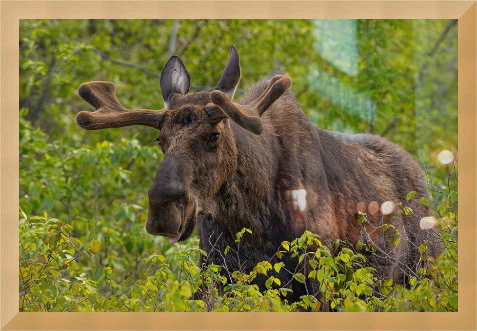 Impression de cadre personnalisé