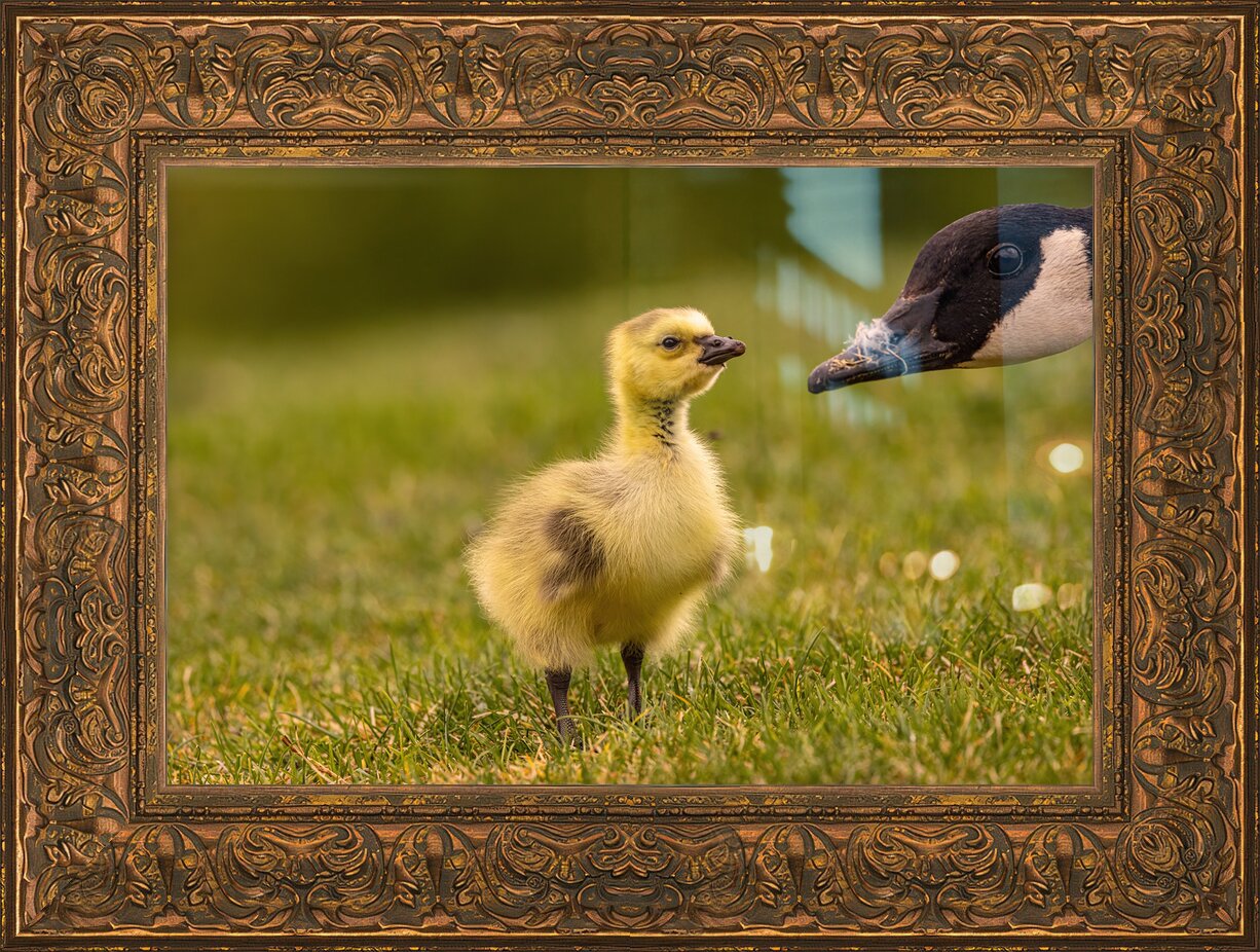 Impression de cadre personnalisé