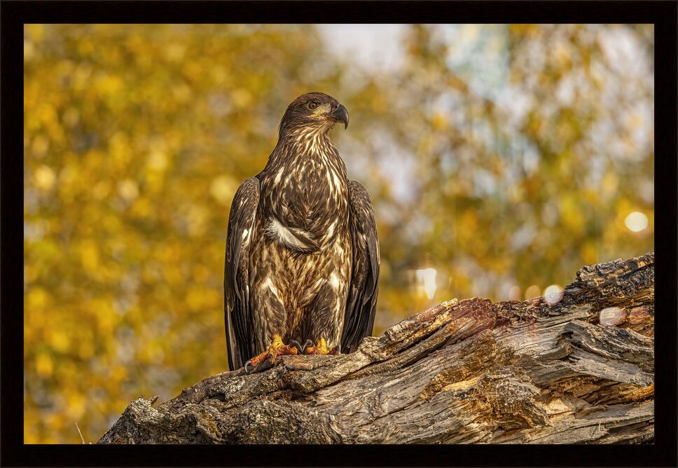 Impression de cadre personnalisé
