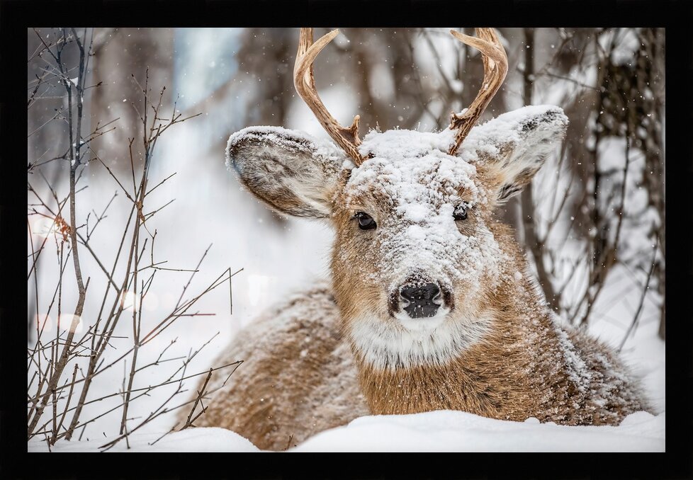 Impression de cadre personnalisé