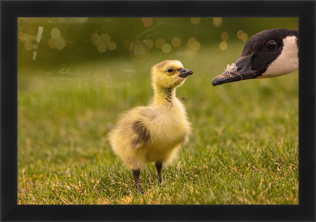 Impression de cadre personnalisé