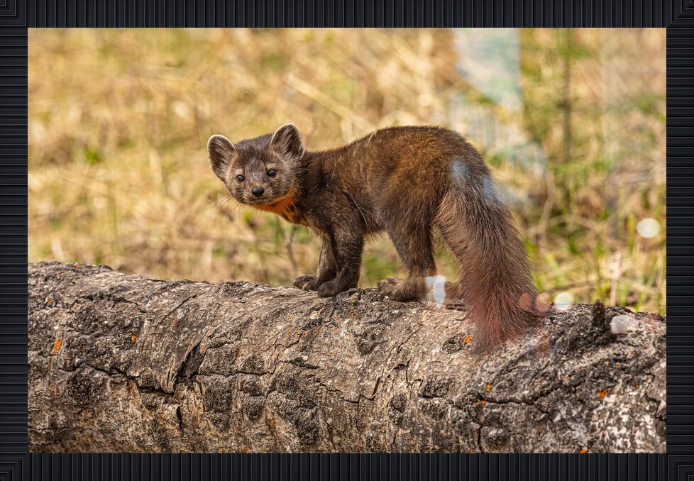 Impression de cadre personnalisé