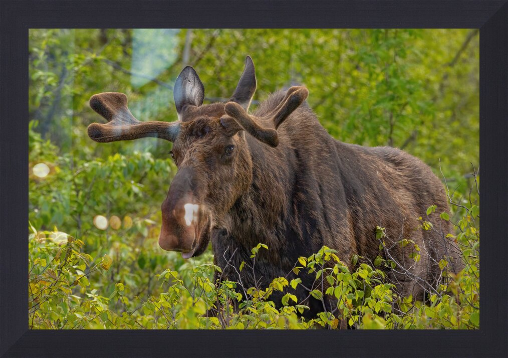 Impression de cadre personnalisé