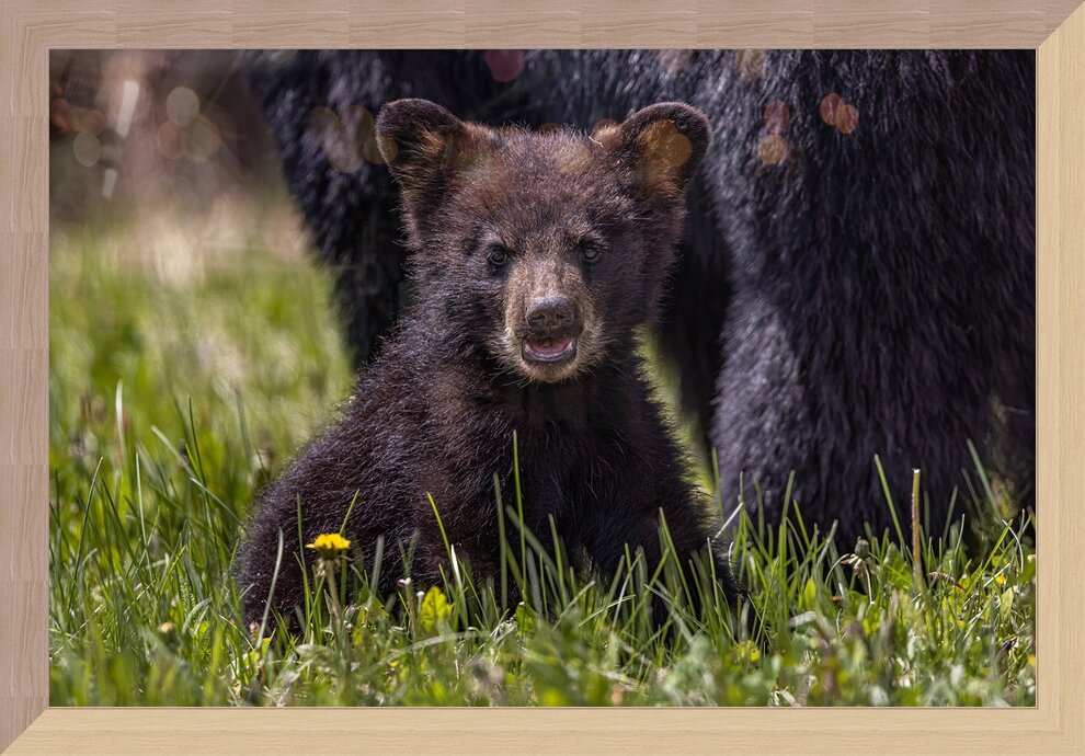 Impression de cadre personnalisé