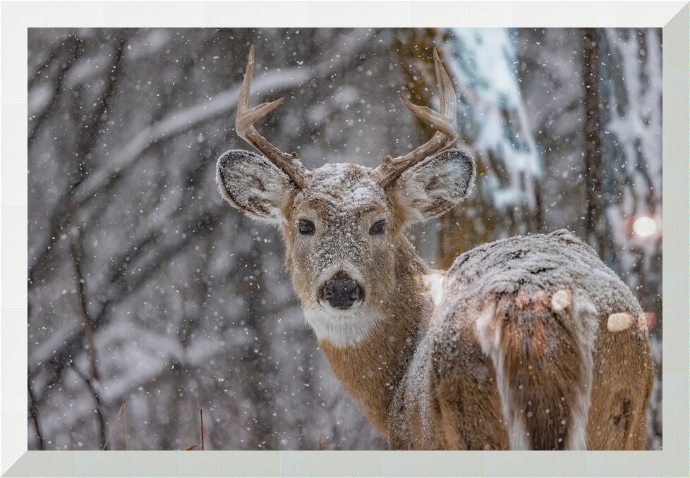 Impression de cadre personnalisé