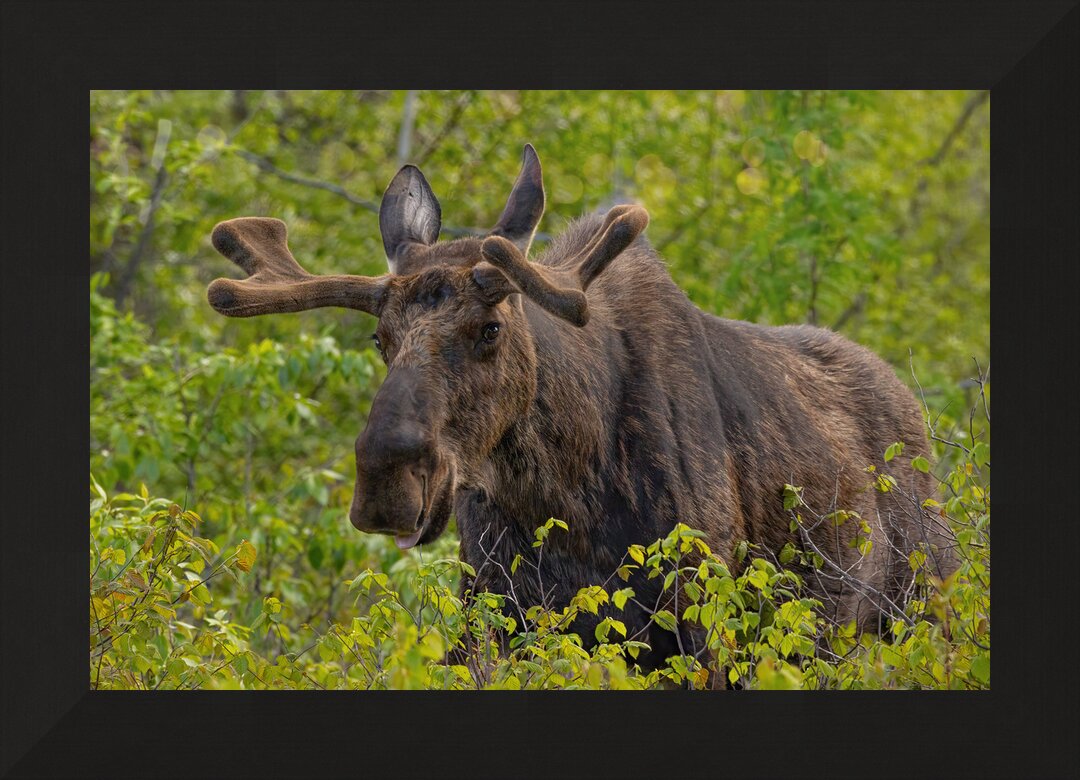 Impression de cadre personnalisé
