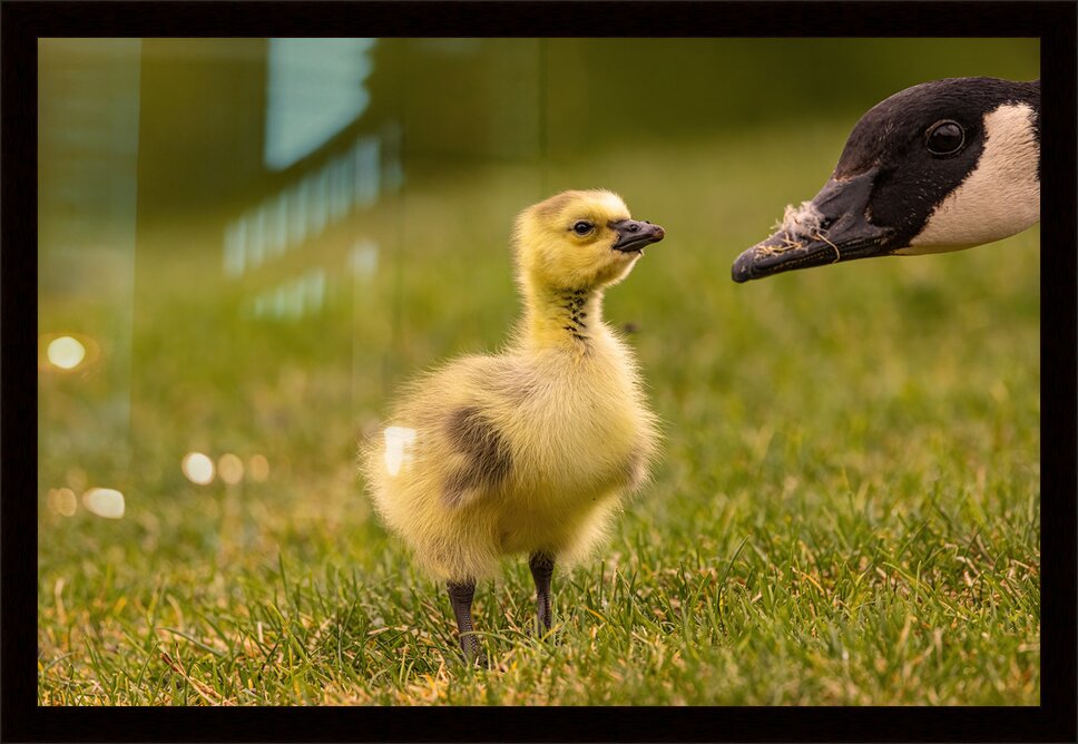 Impression de cadre personnalisé