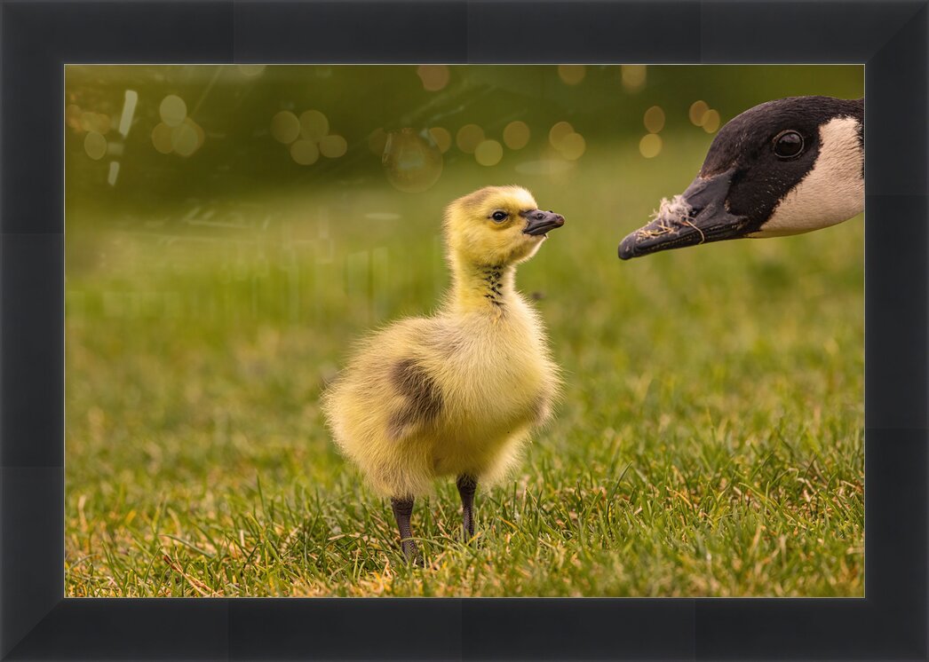 Impression de cadre personnalisé