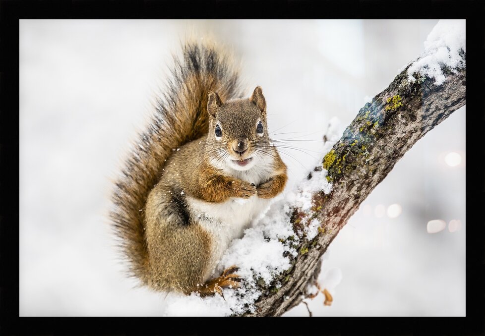 Impression de cadre personnalisé
