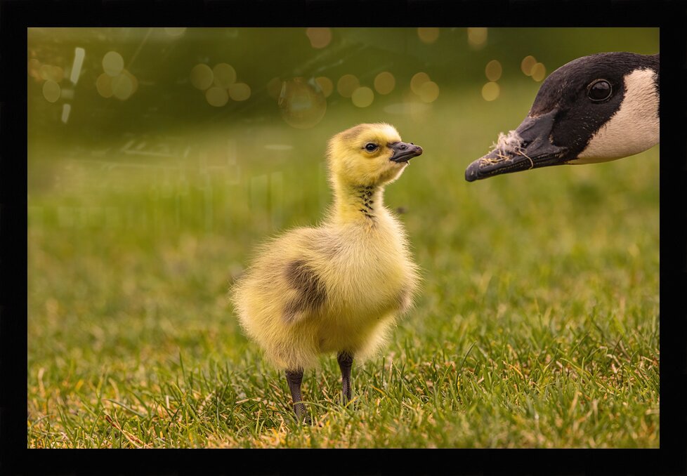 Impression de cadre personnalisé