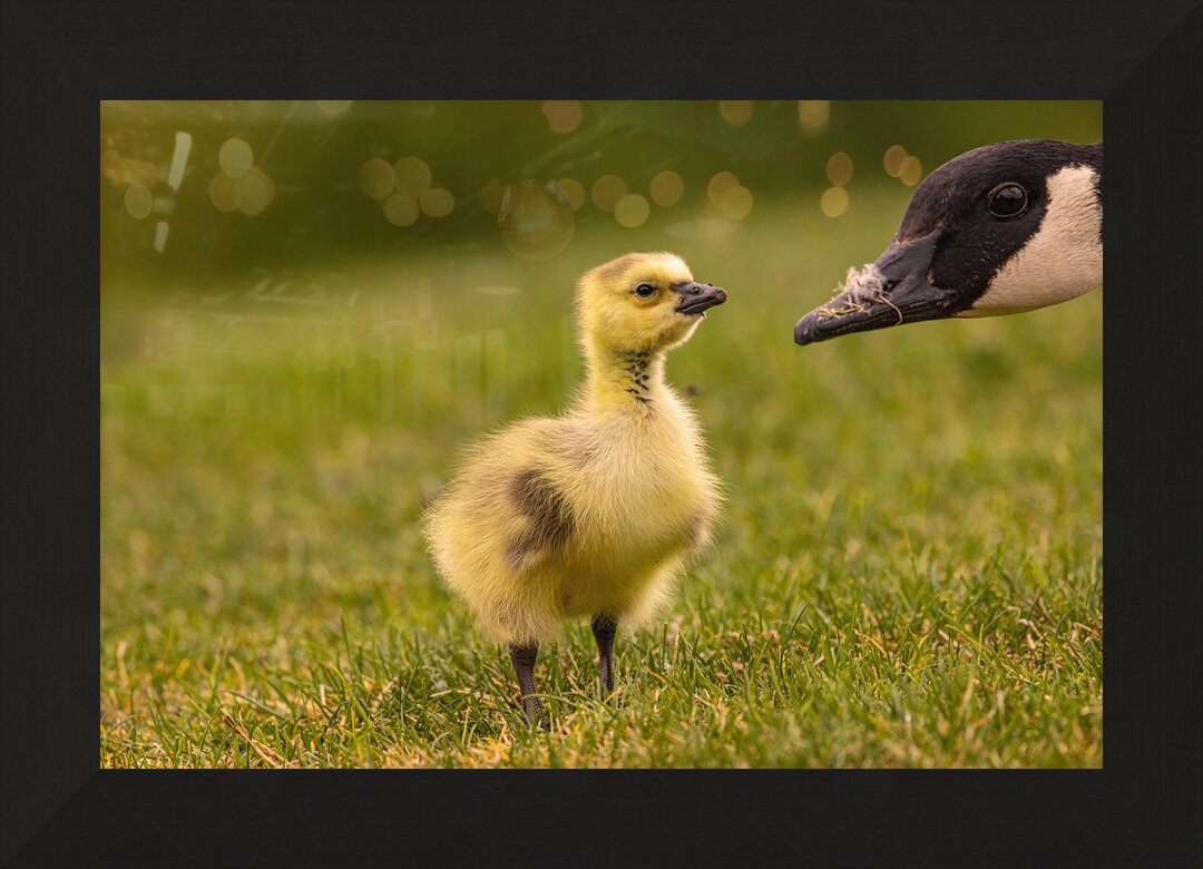 Impression de cadre personnalisé