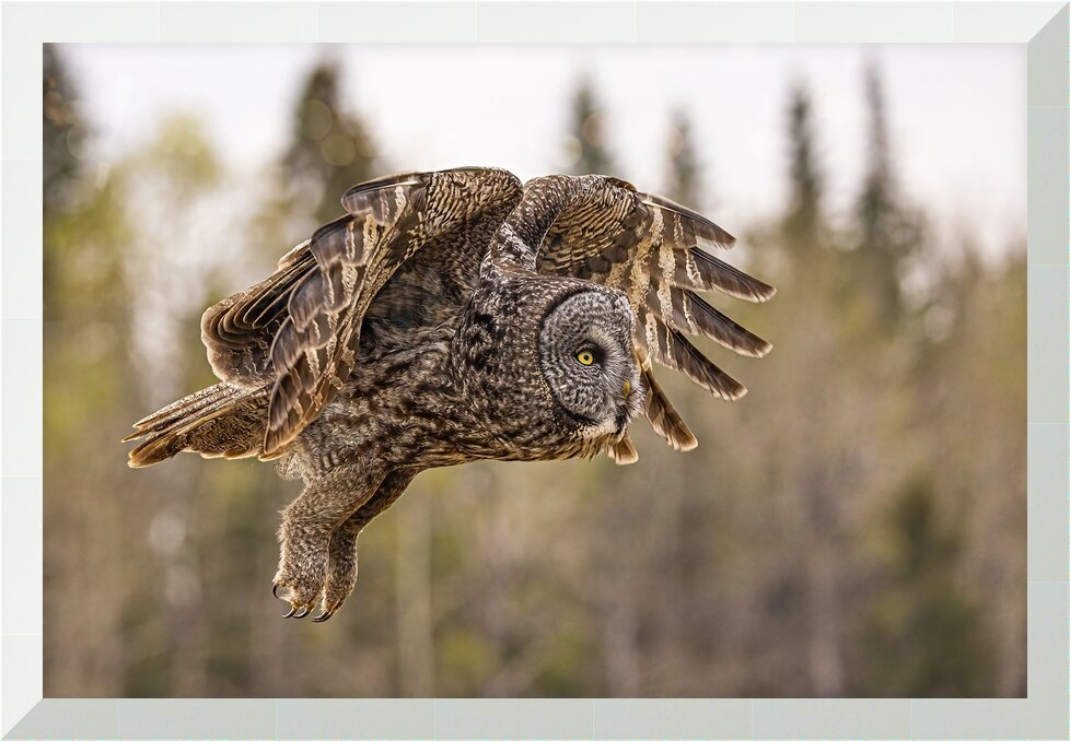 Impression de cadre personnalisé