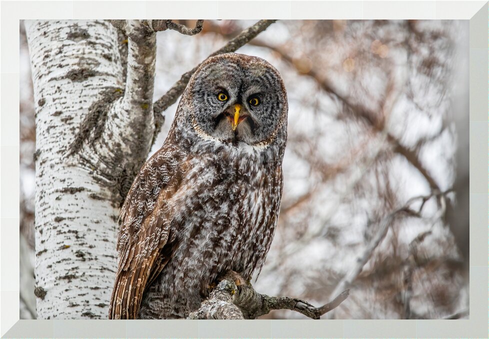 Impression de cadre personnalisé